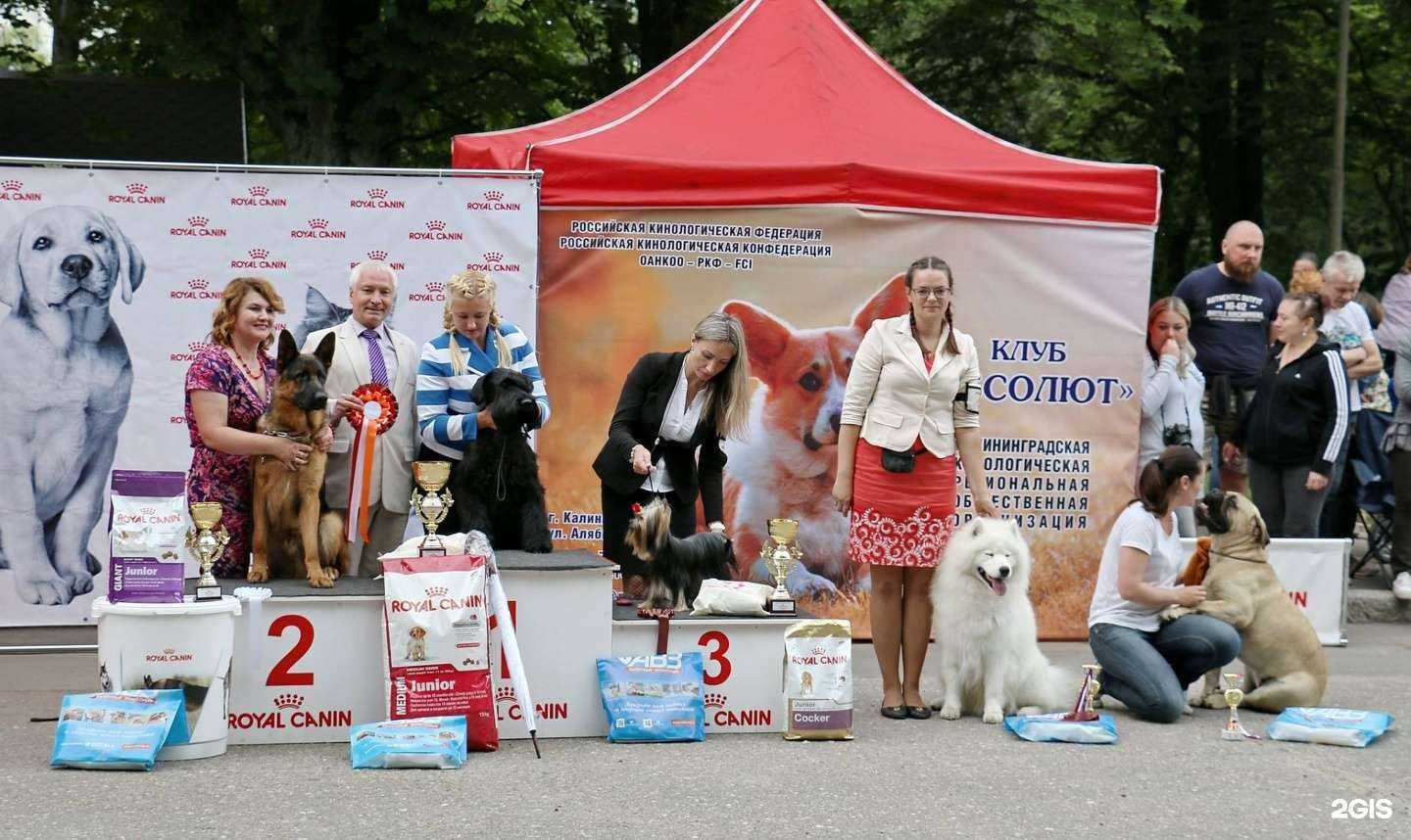 Отзывы на компанию Абсолют в г. Калининград c фото