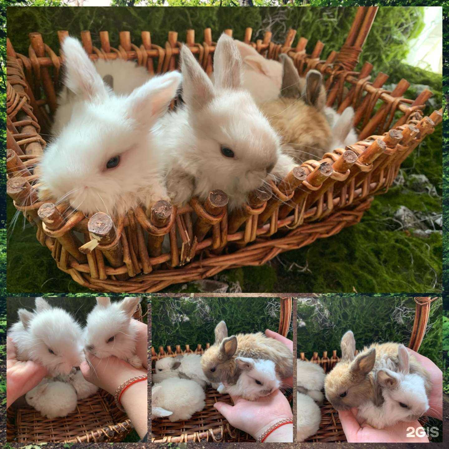 Отзывы на компанию Золотой Какаду в Краснодаре c фото