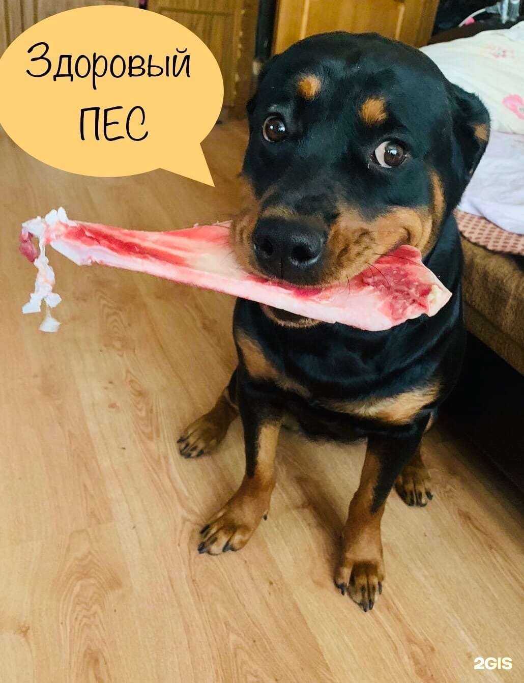 Отзывы на компанию Здоровый пес в г. Самара c фото