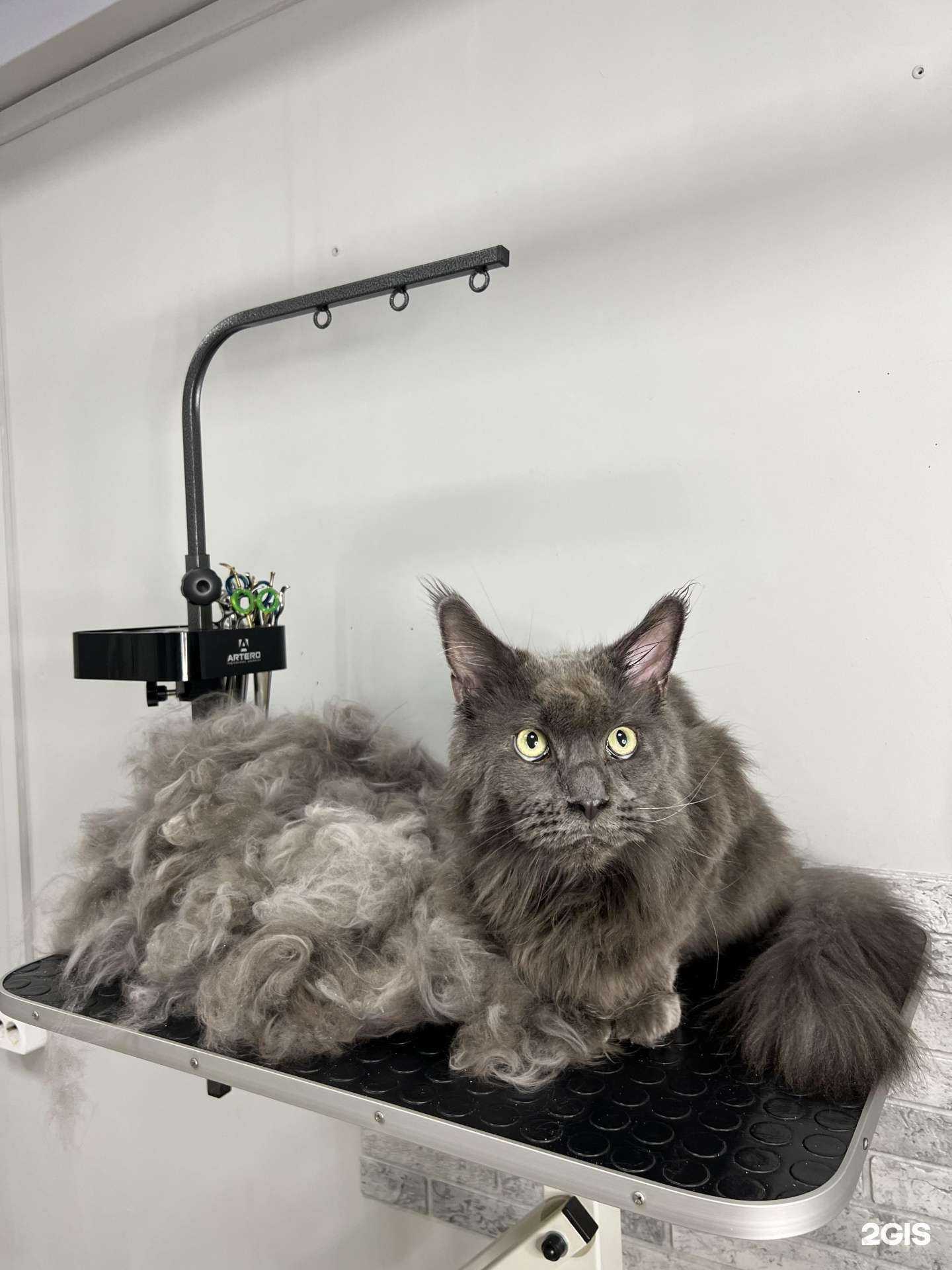 Отзывы на компанию Crazy-Lazy-Dog в г. Краснодар c фото