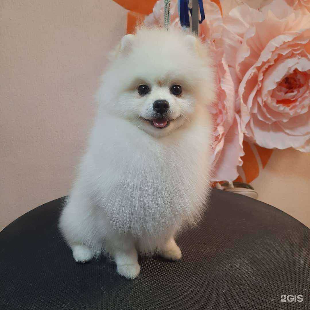 Отзывы на компанию Кошкин дом в г. Новокузнецк c фото