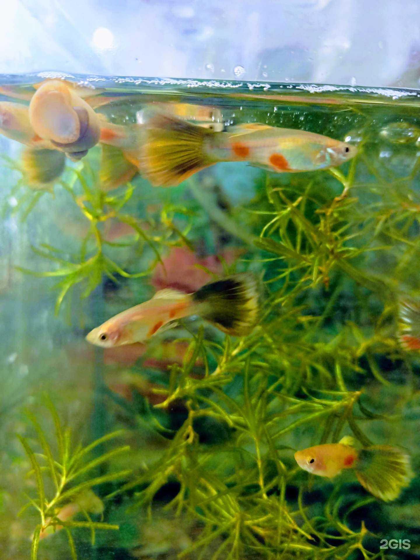 Отзывы на компанию Зоомир в г. Старый Оскол c фото