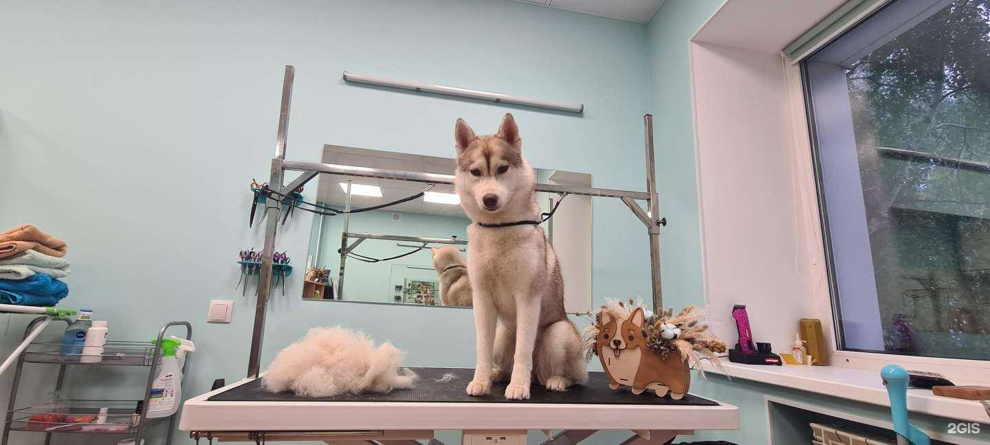 Отзывы на компанию БьютиДог в Сургуте c фото