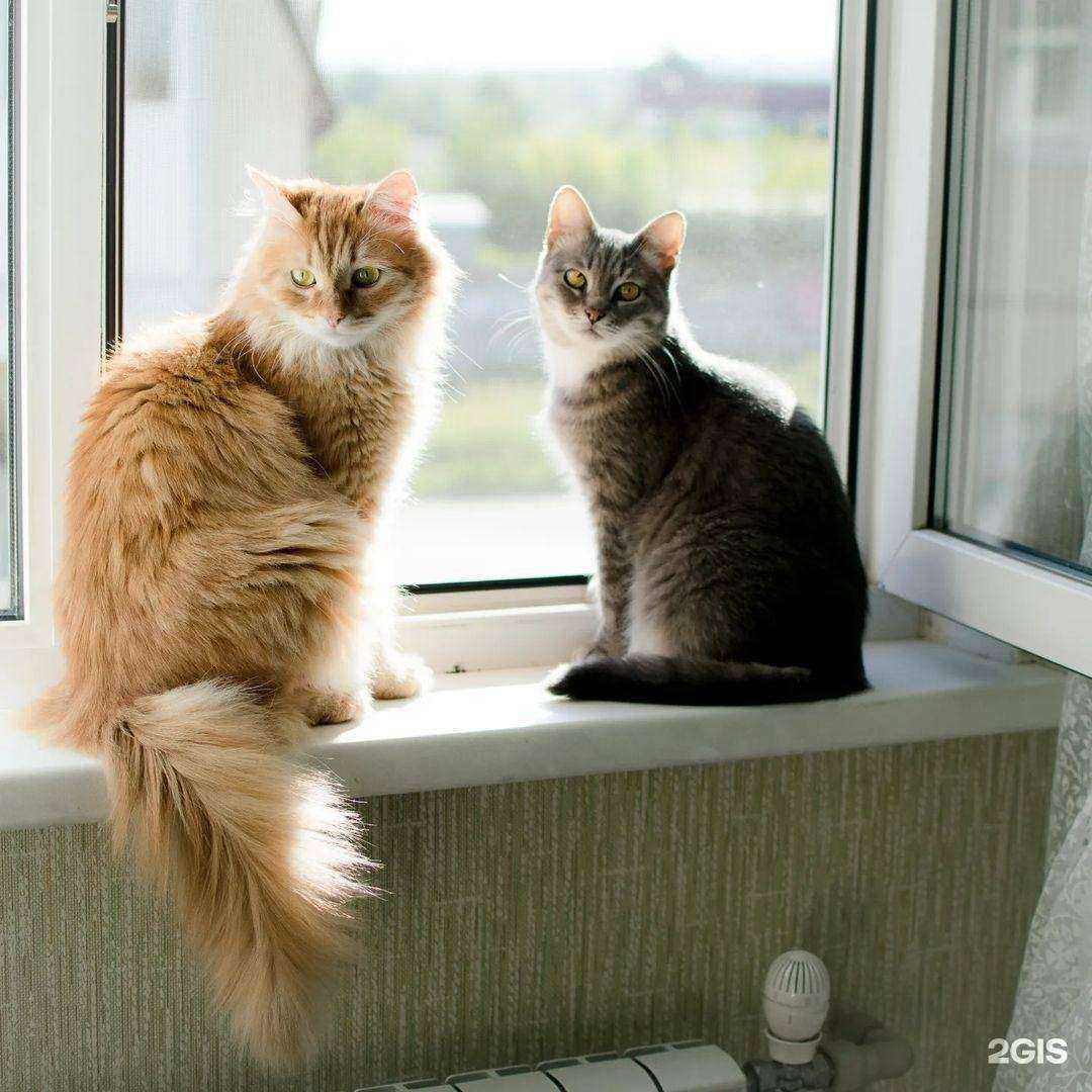 Отзывы на компанию Доктор Айболит в г. Ростов-на-Дону c фото