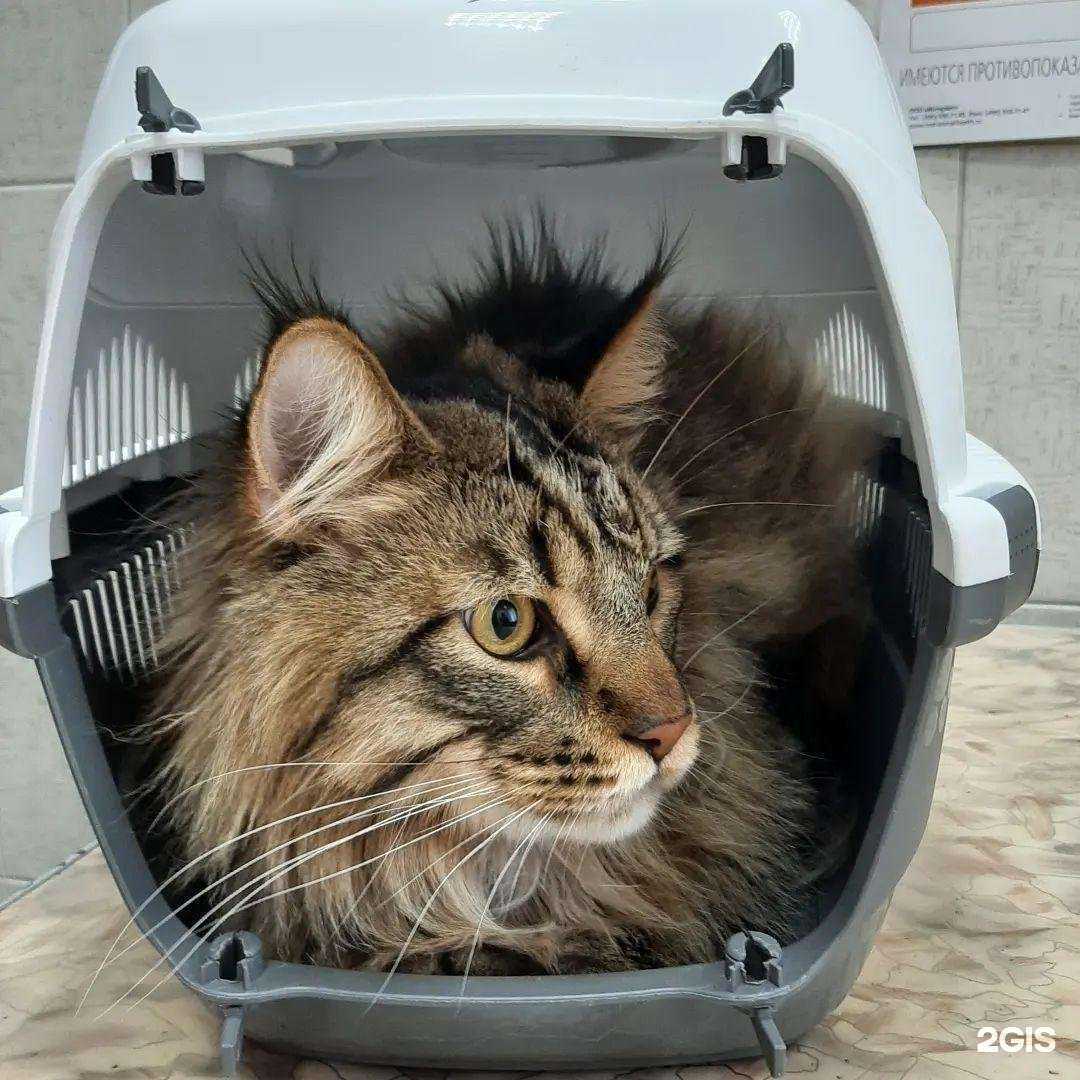 Отзывы на компанию Лео в Прокопьевске c фото