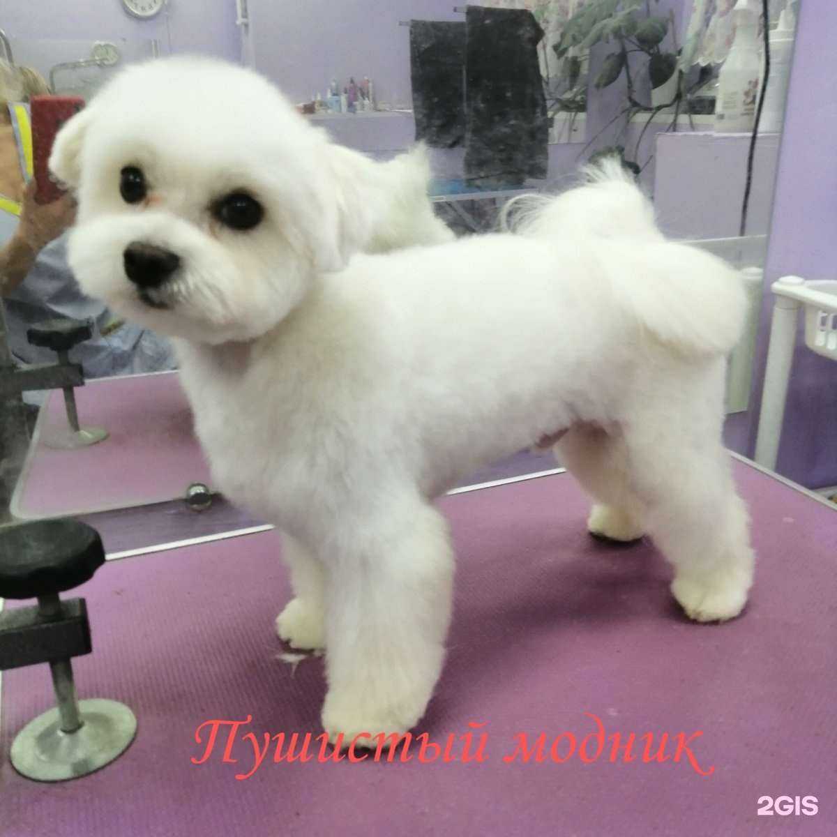 Отзывы на компанию Пушистый Модник в Вологде c фото