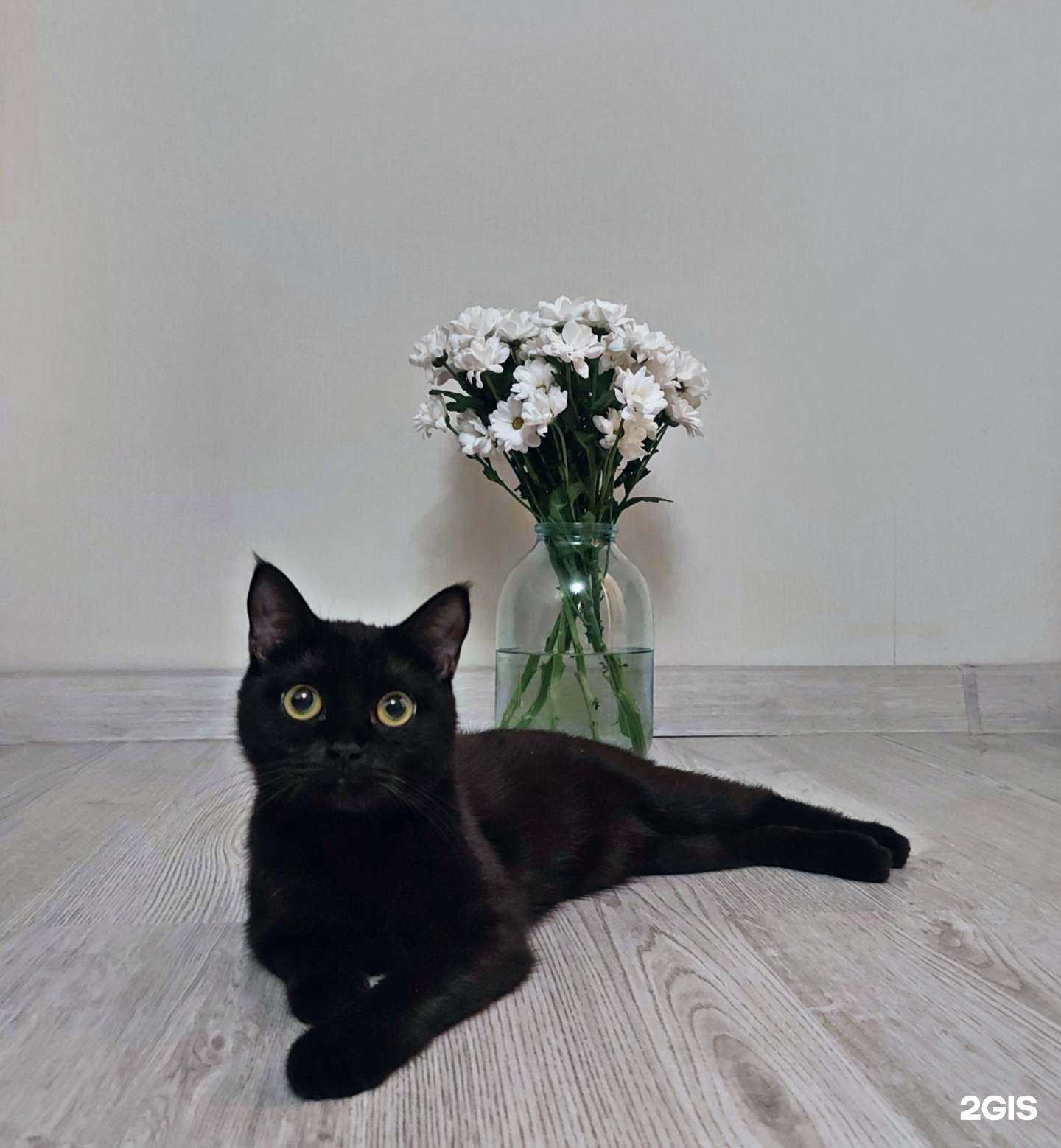 Отзывы на компанию Самарское ветеринарное объединение в Самаре c фото