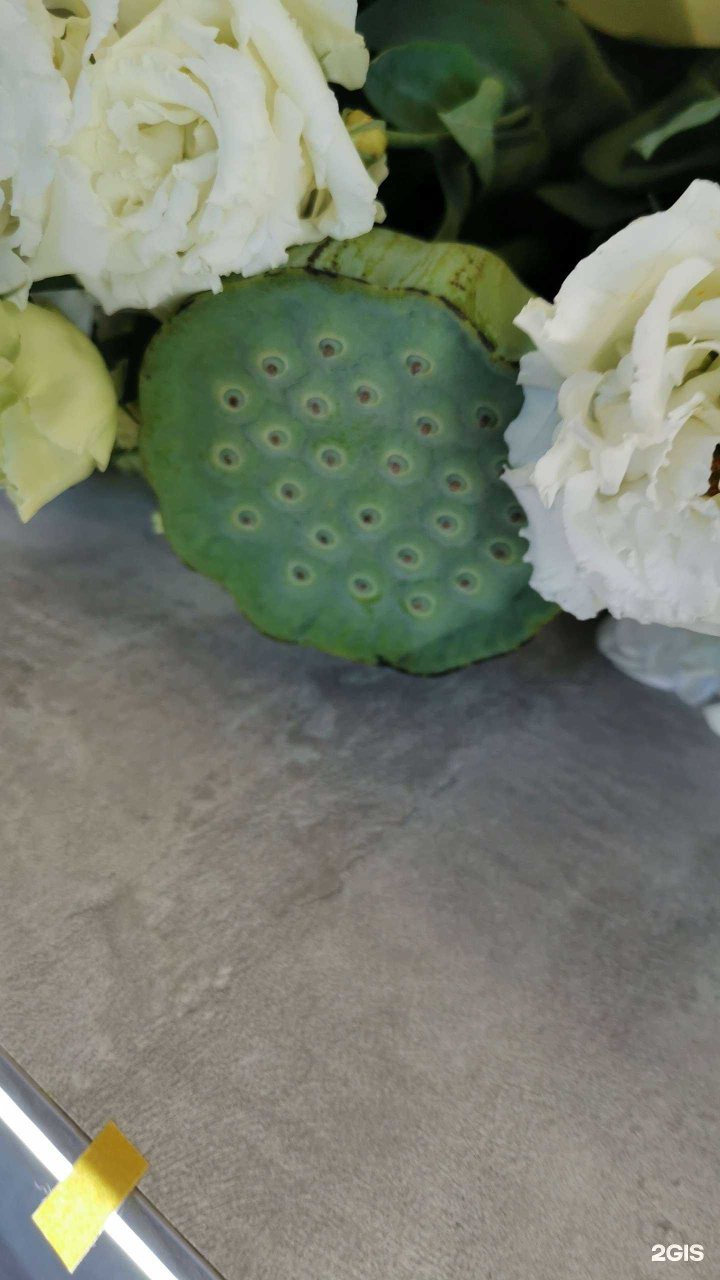 Отзывы на компанию Rosa в Сысерти c фото