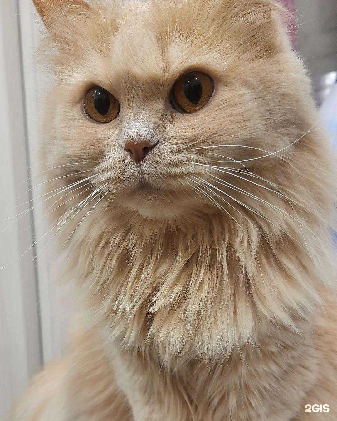 Отзывы на компанию Lapki_58 в г. Пенза c фото