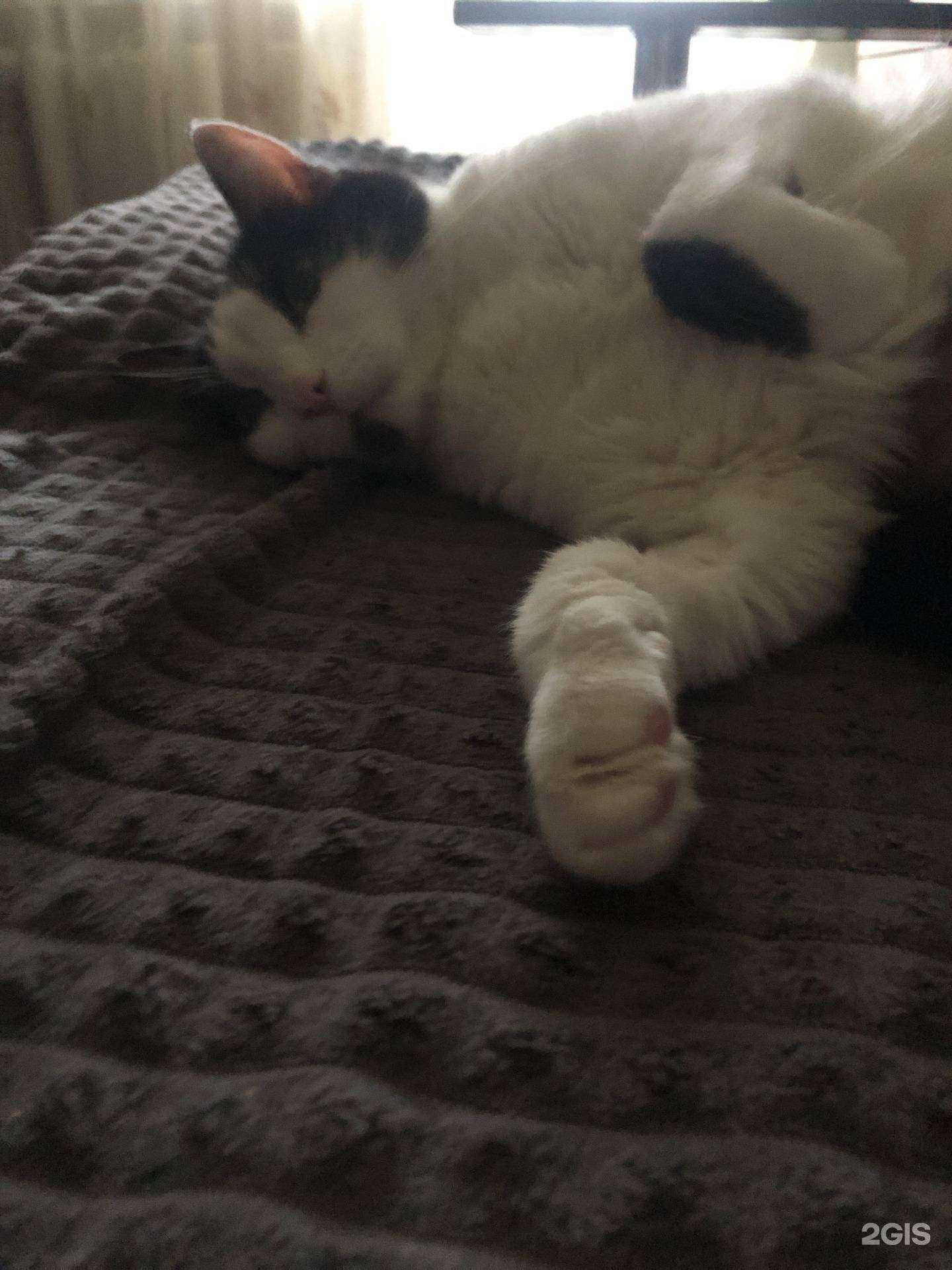 Отзывы на компанию Ветеринарная клиника Недзельского в г. Томск c фото