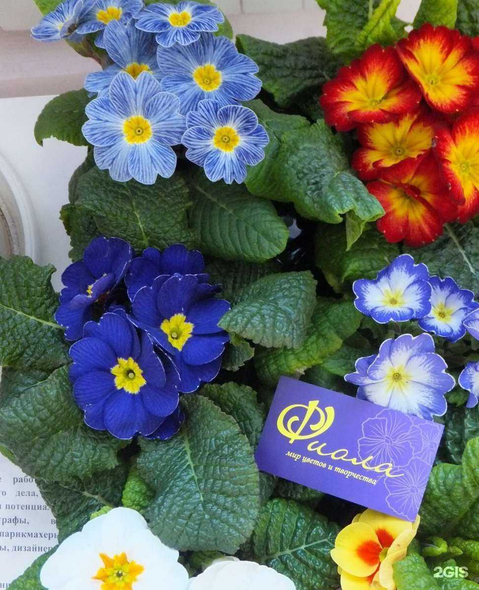 Отзывы на компанию Фиола в г. Копейск c фото