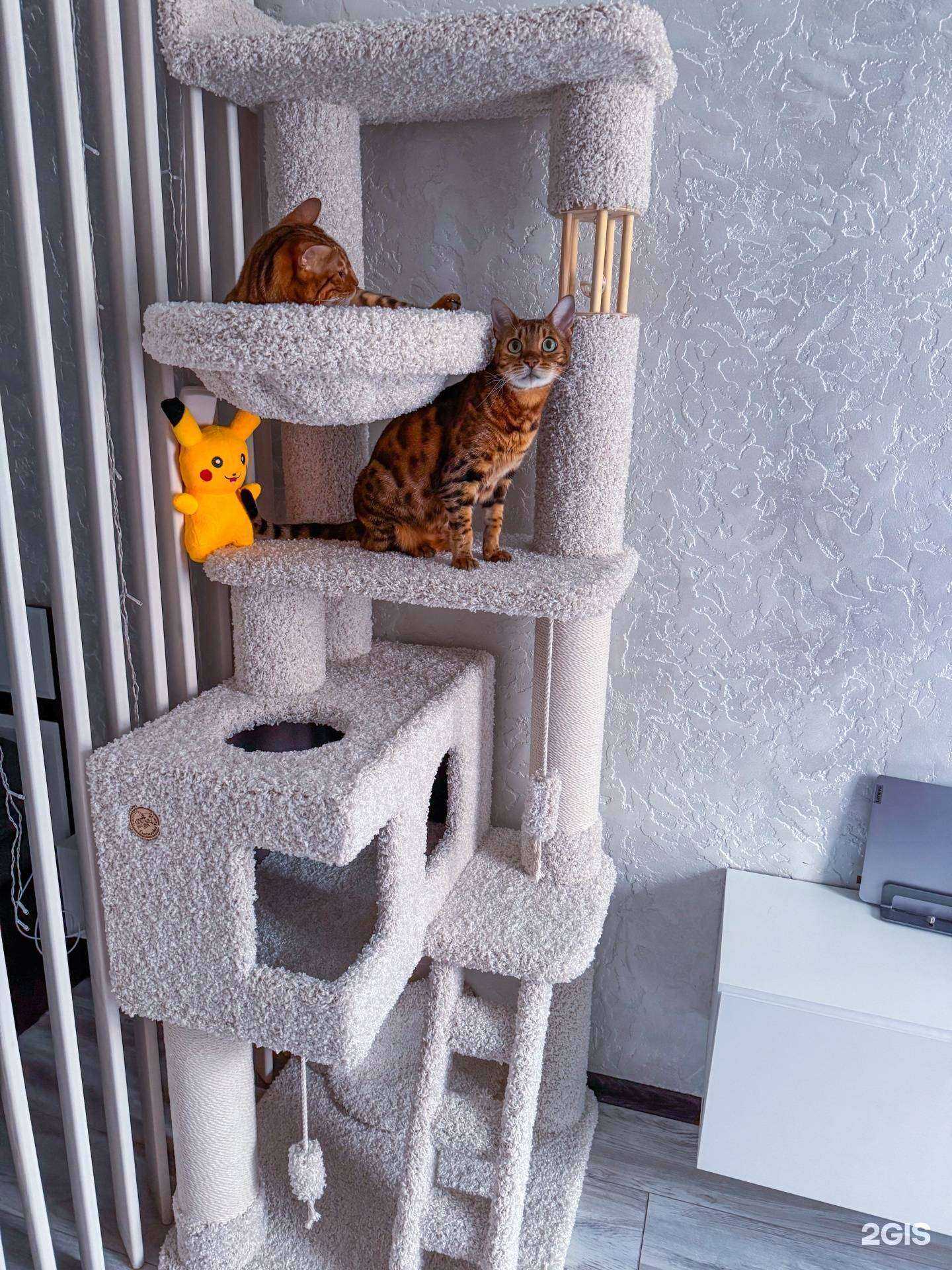 Отзывы на компанию Счастливый кот в Иркутске c фото