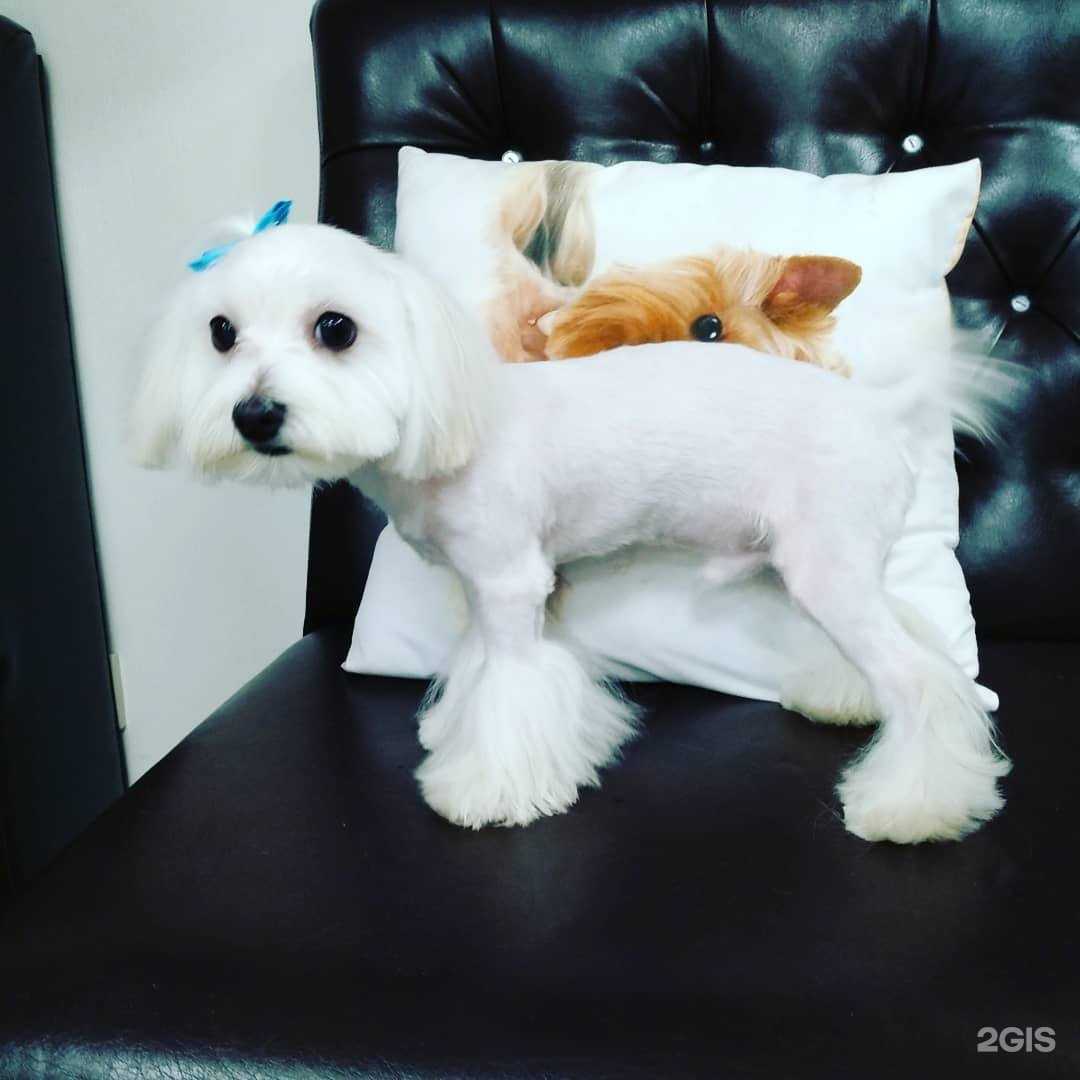 Отзывы на компанию Happydogs в Нижнем Тагиле c фото