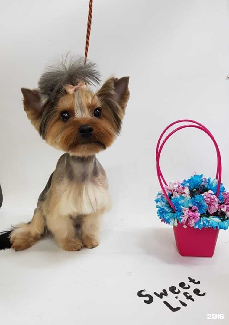 Отзывы на компанию Sweet life в г. Владивосток c фото