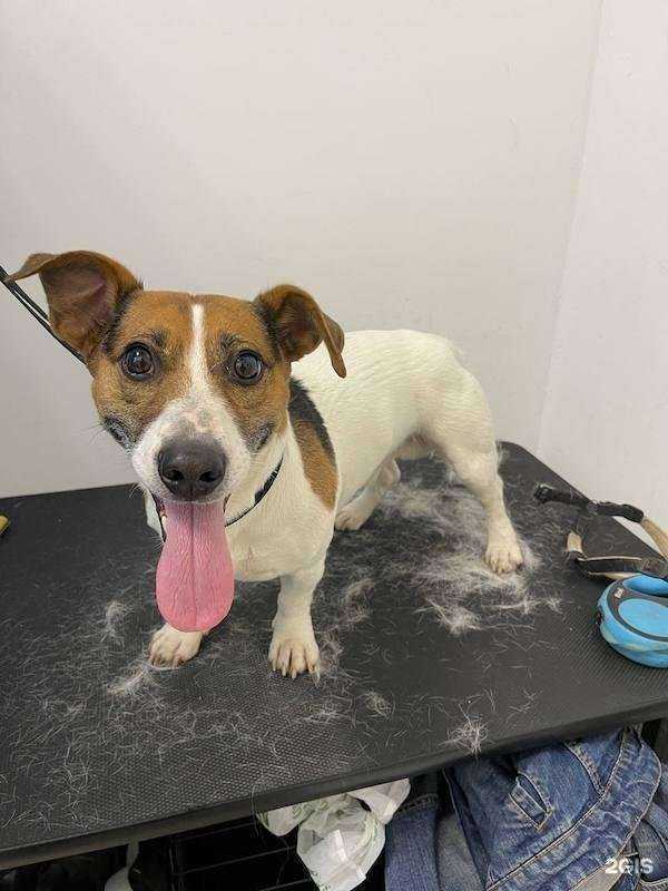 Отзывы на компанию ШпицОк в Балашихе c фото