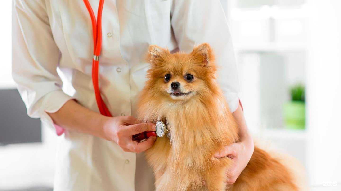 Отзывы на компанию Зоовет в г. Челябинск c фото