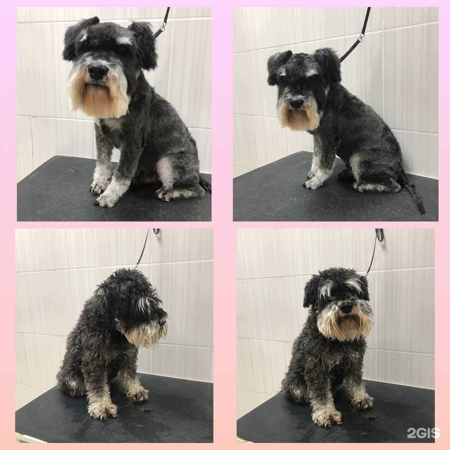 Отзывы на компанию Салон груминга в Челябинске c фото