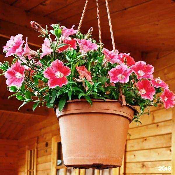 Отзывы на компанию Академия Озеленения в Саратове c фото