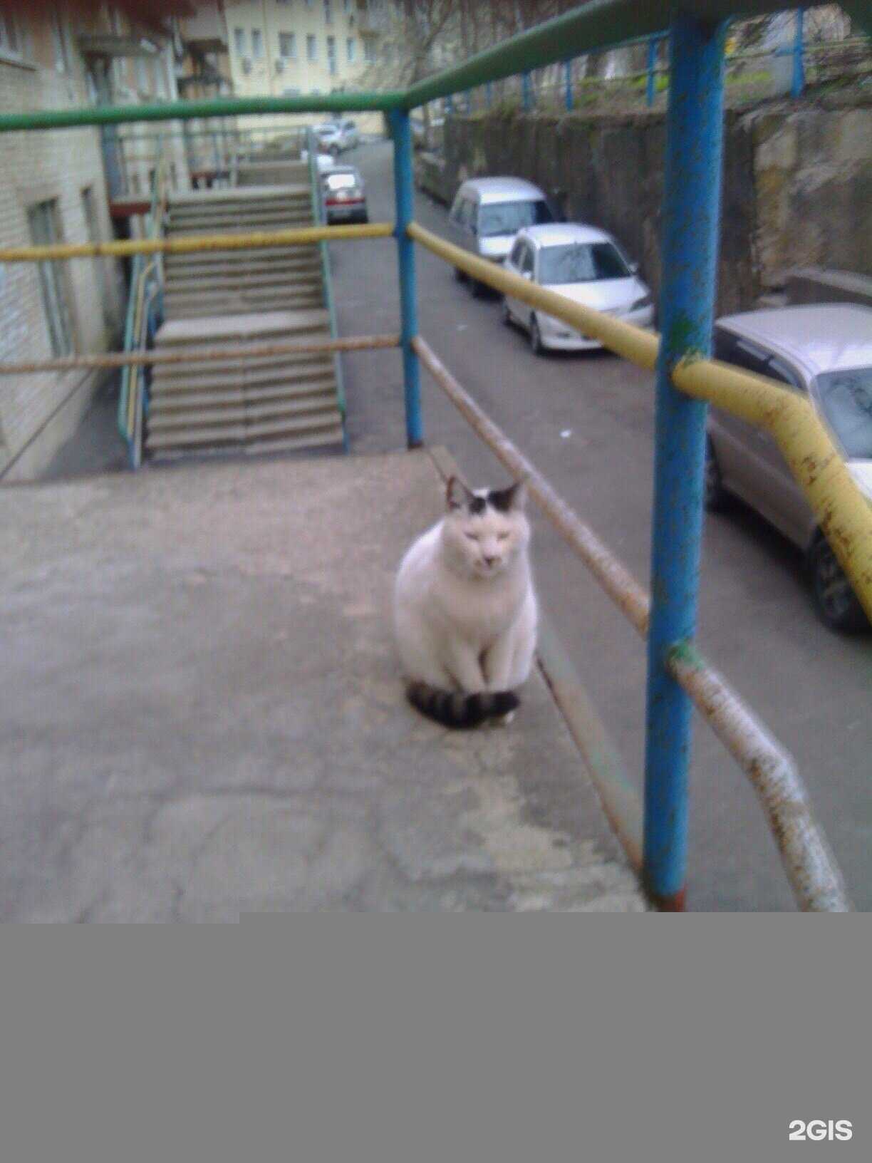 Отзывы на компанию Воздушная Фея в Владивостоке c фото - фотография 2 из 2