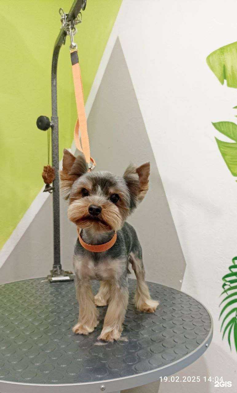 Отзывы на компанию DogHouse в г. Сочи c фото