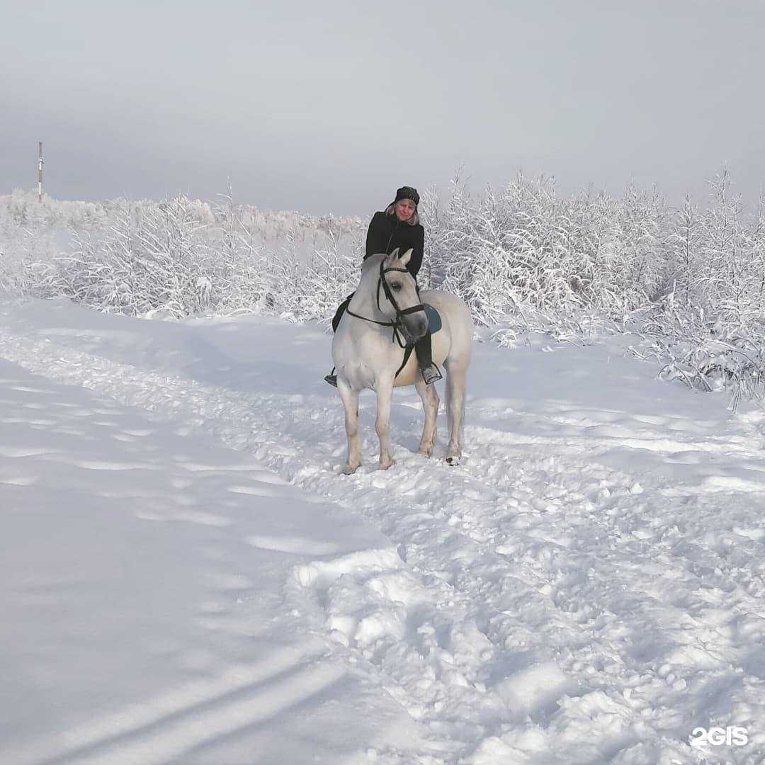 Отзывы на компанию Пегашкин двор в Балашихе c фото