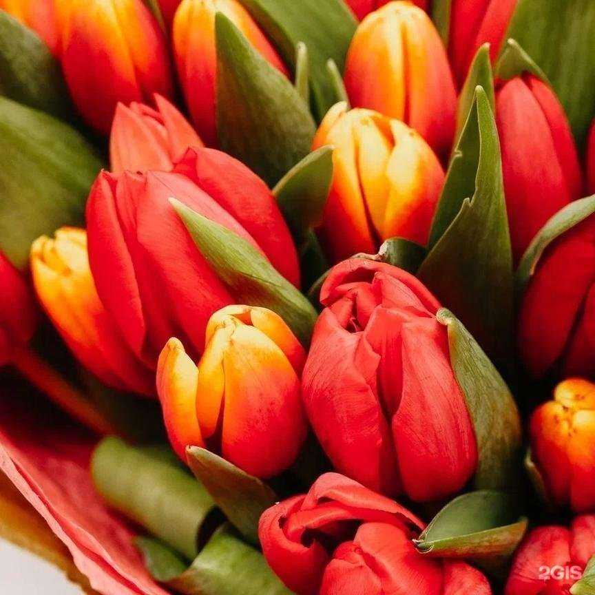 Отзывы на компанию FLOraОПТ в Новосибирске c фото