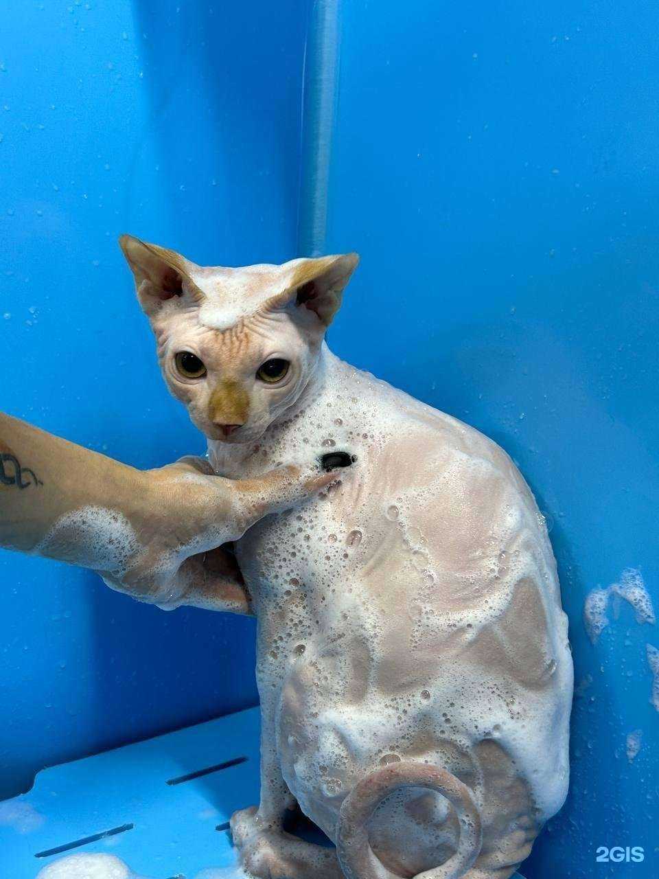 Отзывы на компанию Barber_pet30 в г. Астрахань c фото