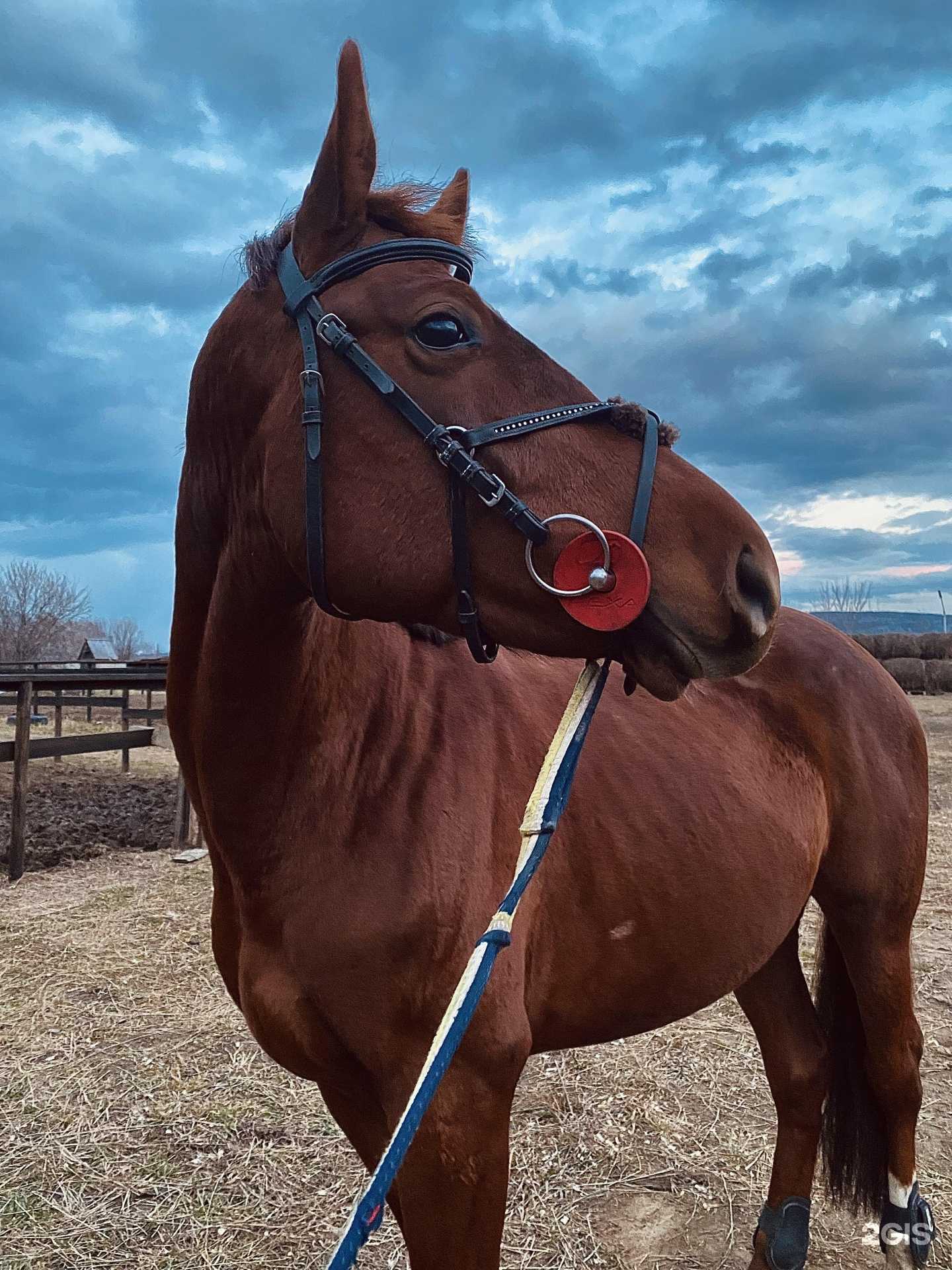Отзывы на компанию Роза ветров в г. Сосновоборск c фото