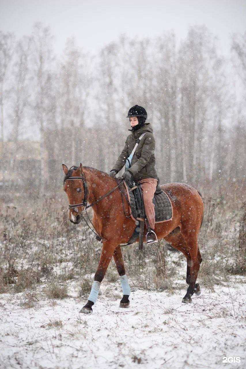 Отзывы на компанию HorseGo в г. Богородск c фото