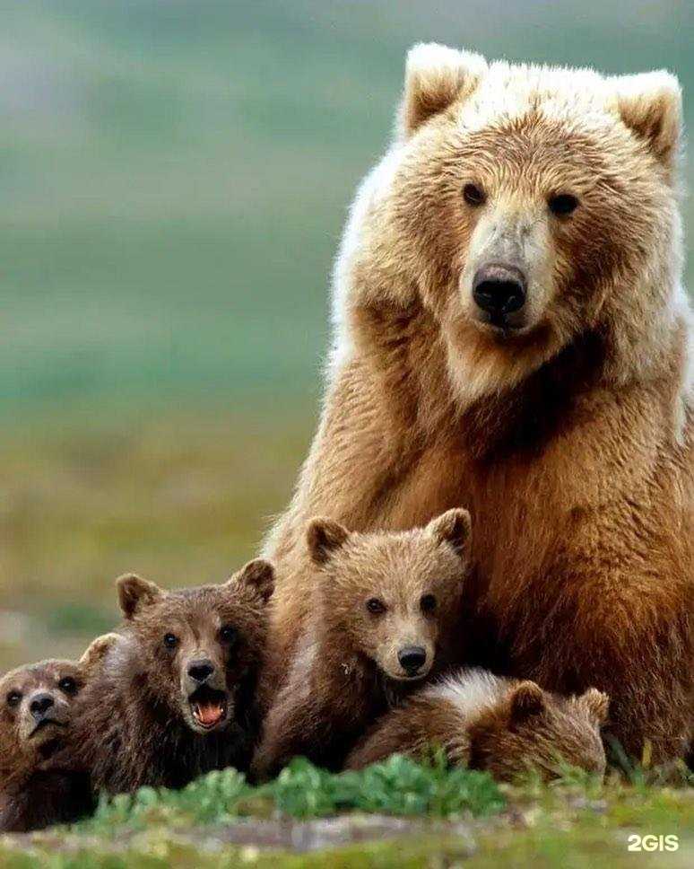 Отзывы на компанию Шашлыки от Михалыча в г. Мурманск c фото