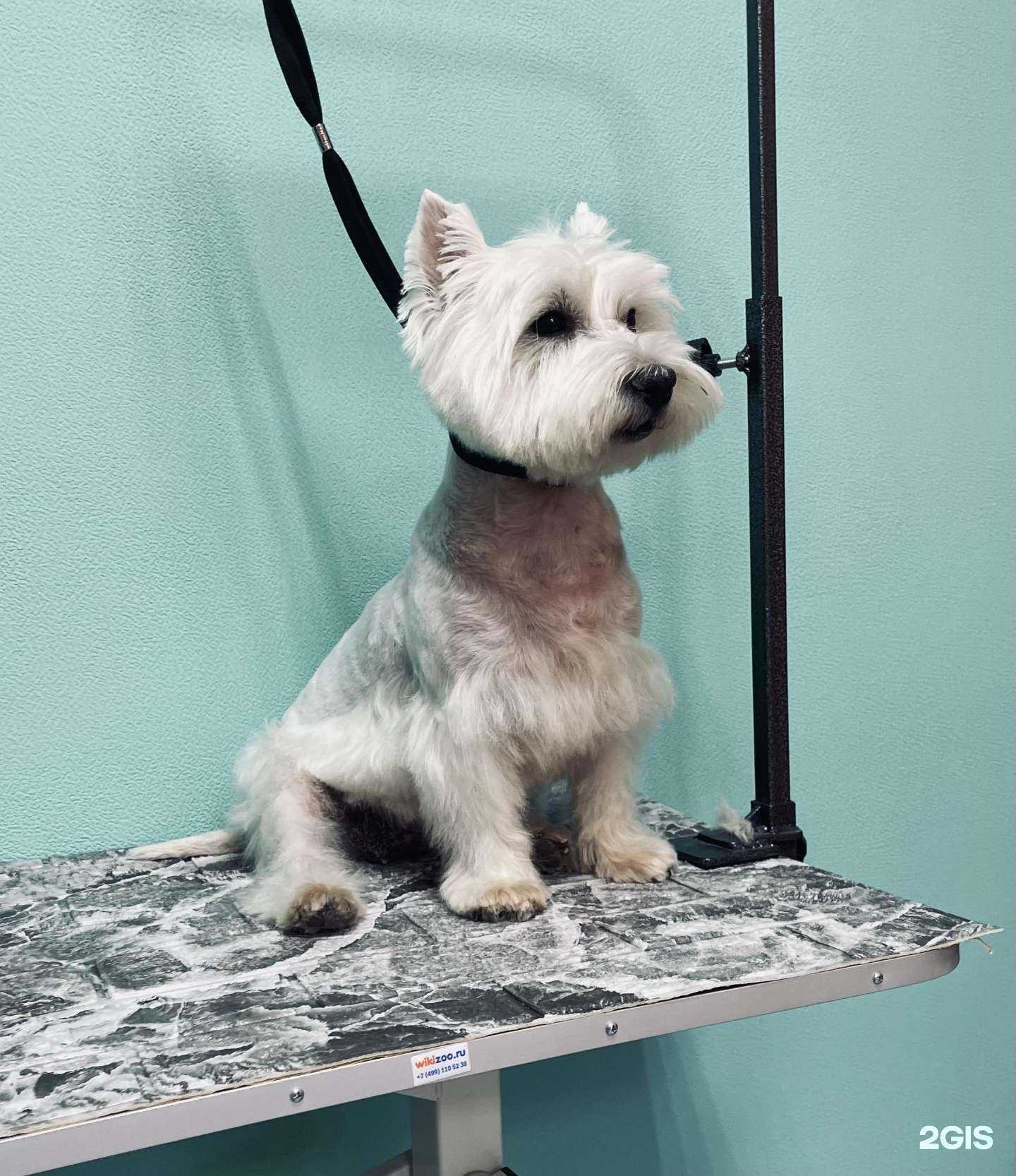 Отзывы на компанию Мисс Гламурка в г. Вологда c фото