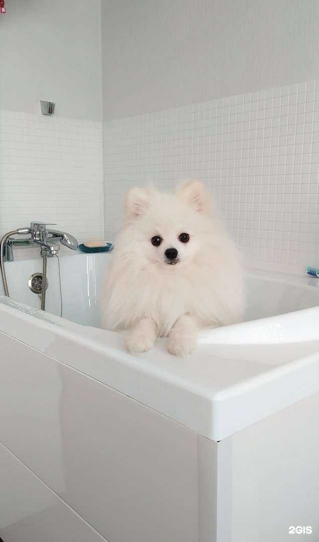 Отзывы на компанию Белый Бим в Омске c фото