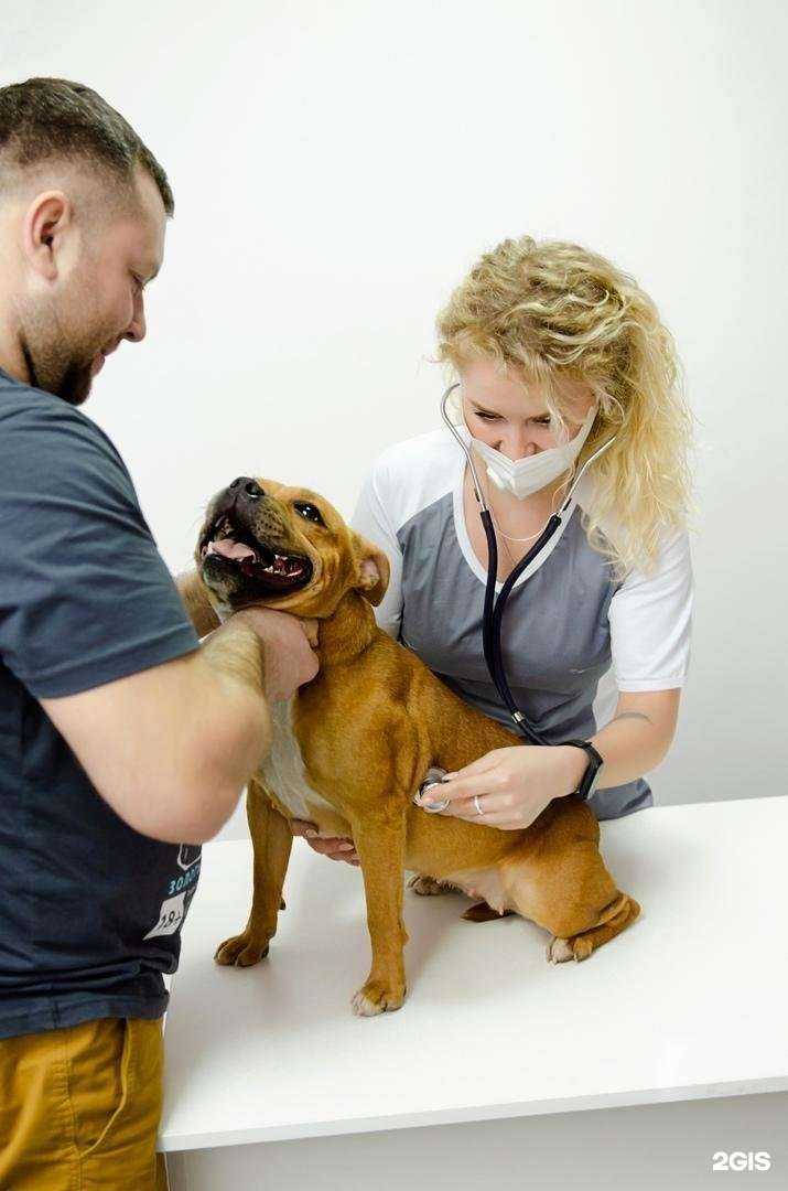 Отзывы на компанию Рыжий пес в Курске c фото