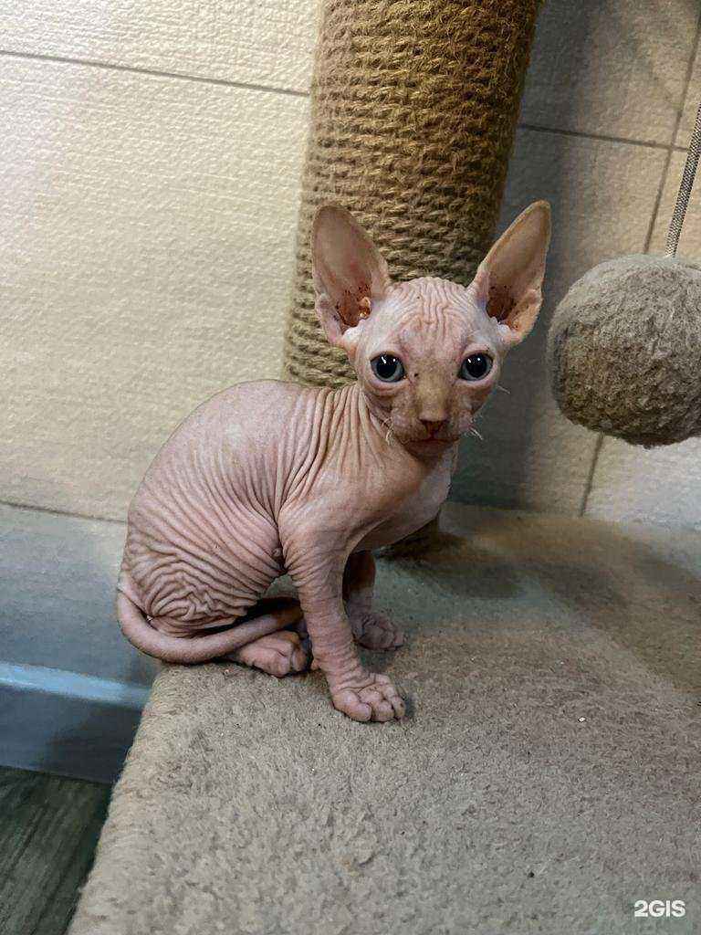 Отзывы на компанию Добрый кот в г. Владивосток c фото