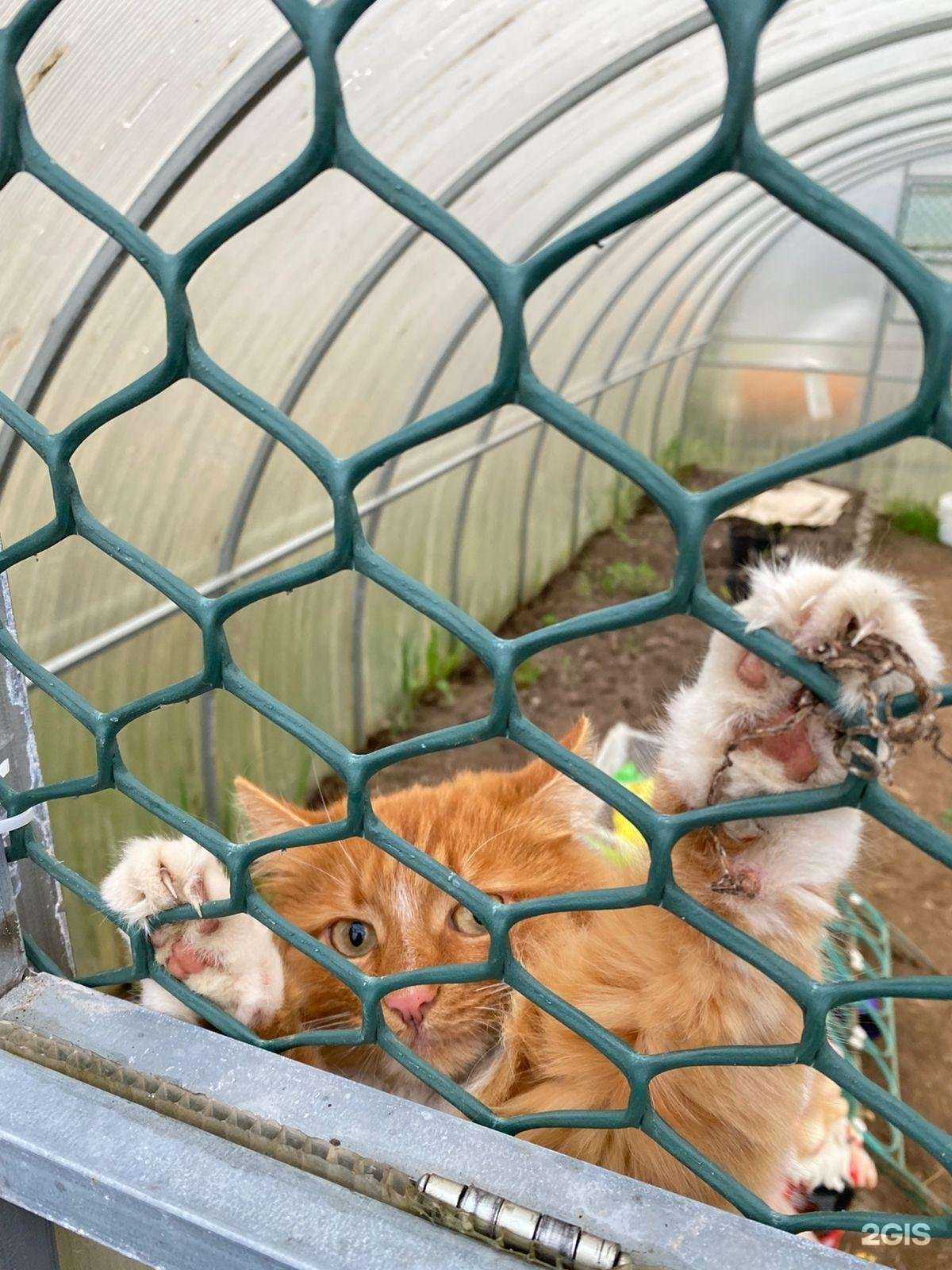 Отзывы на компанию Пес и кот в Смоленске c фото