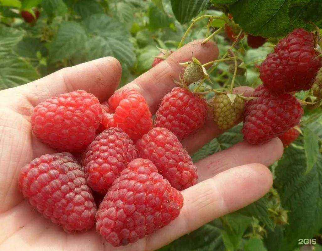 Отзывы на компанию Цветник54 в г. Новосибирск c фото