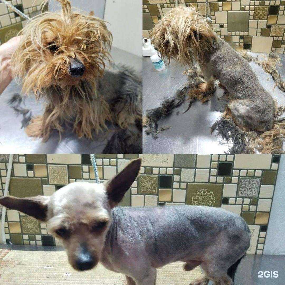 Отзывы на компанию ZooЦентр в г. Темрюк c фото