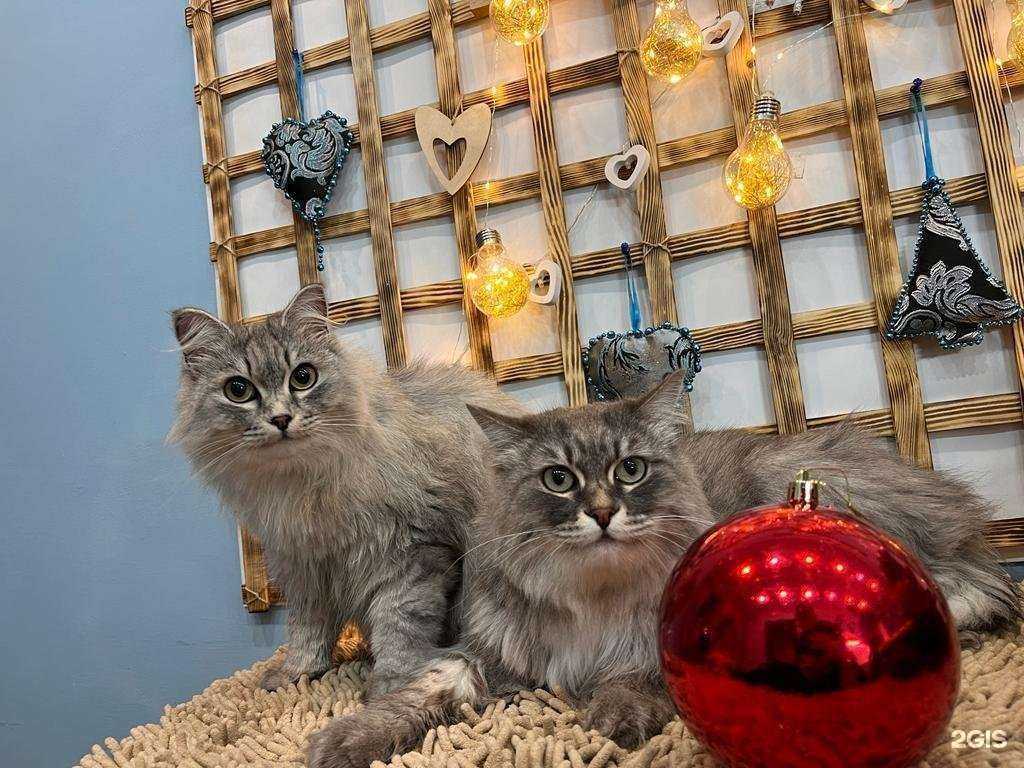 Отзывы на компанию Студия груминга в Черногорске c фото