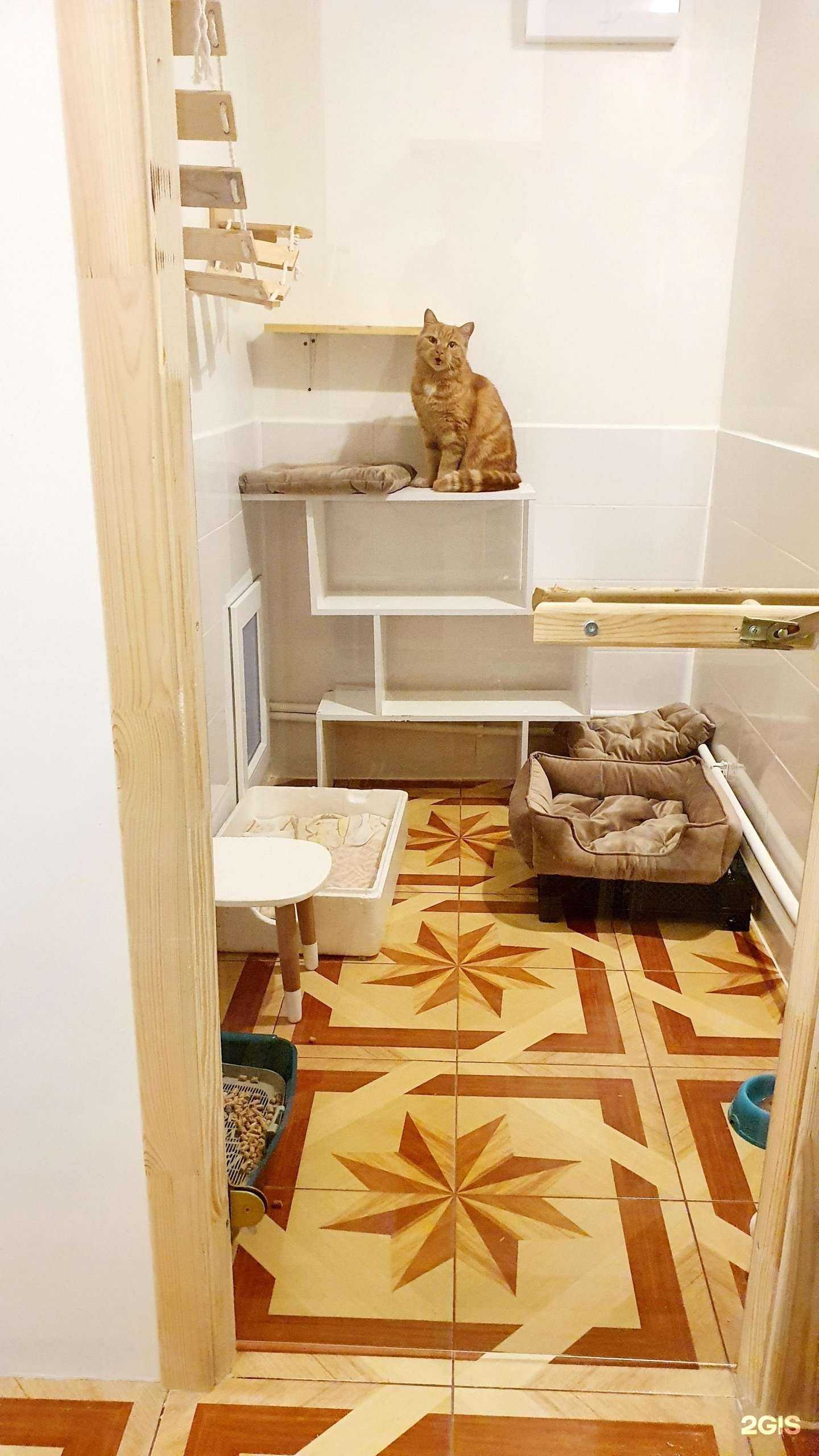 Отзывы на компанию Котобанда в г. Новосибирск c фото