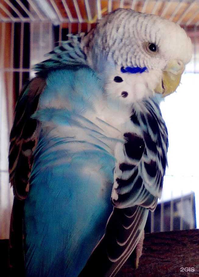 Отзывы на компанию Pet fashion 54 в Новосибирске c фото