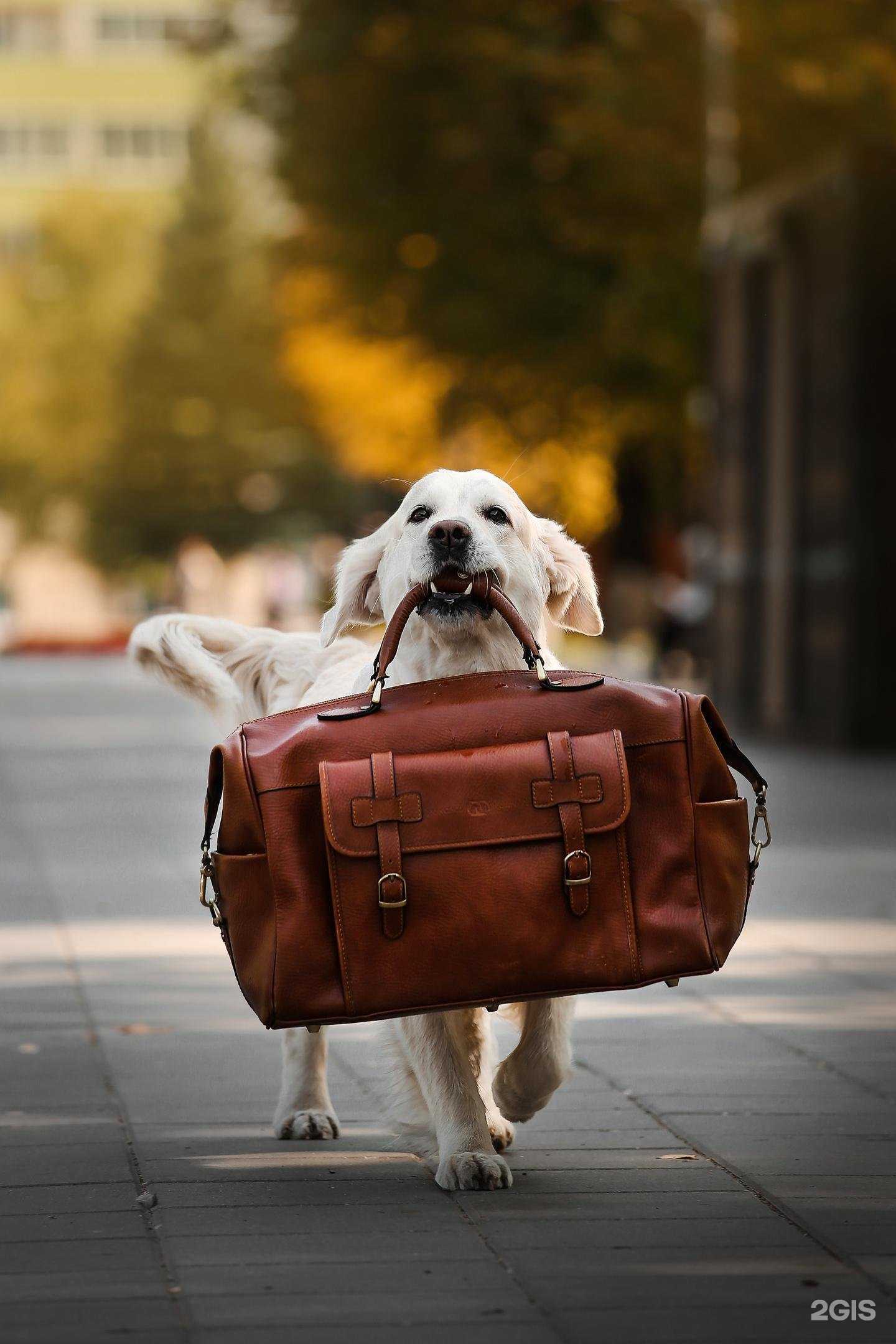 Отзывы на компанию Псарь в г. Самара c фото