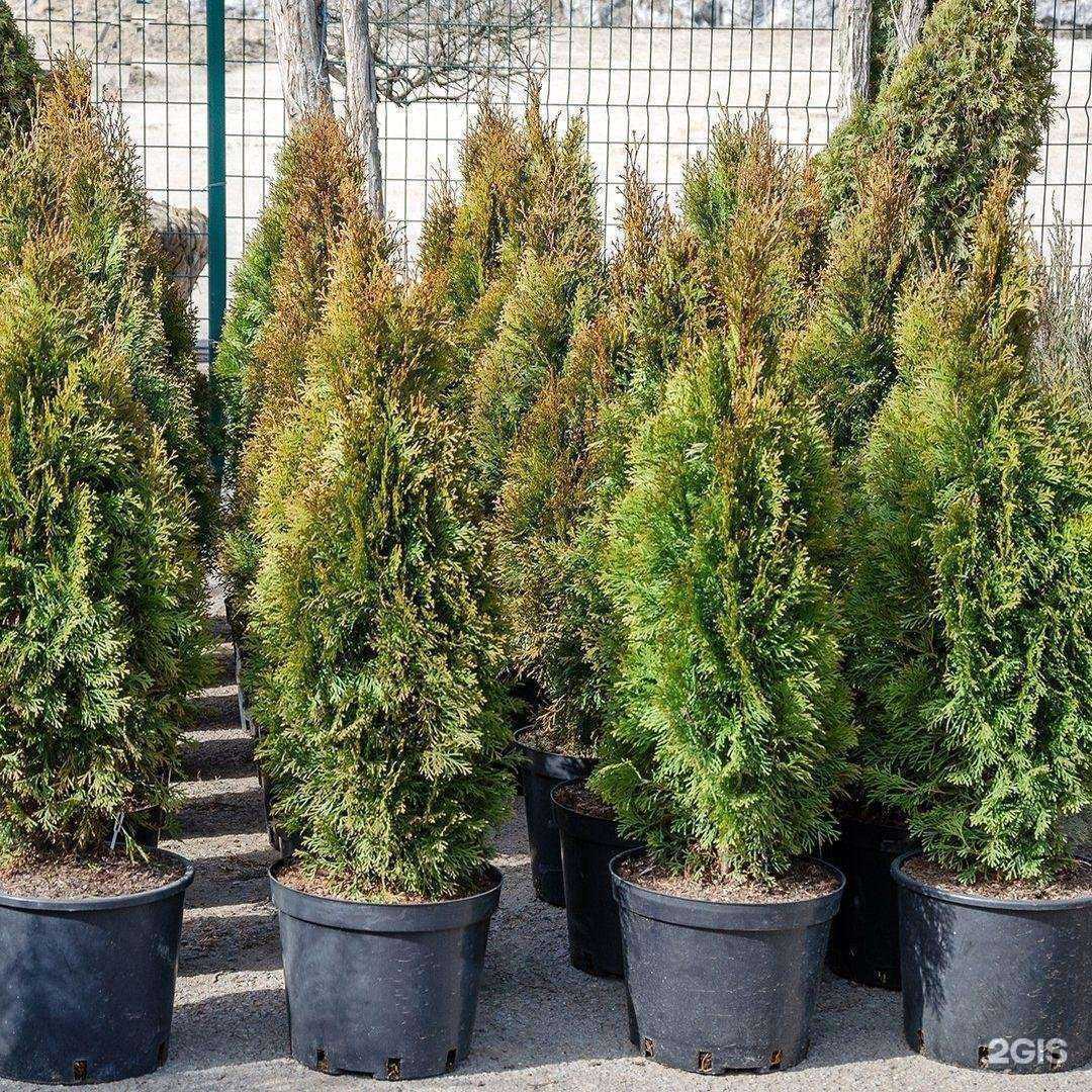 Отзывы на компанию Флора-Сервис в г. Волгодонск c фото