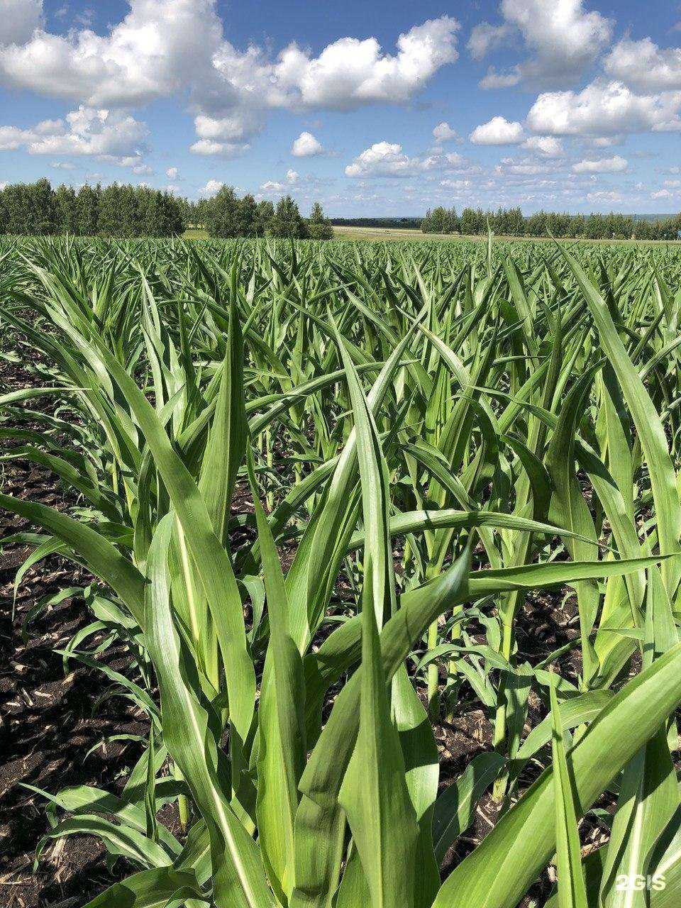 Отзывы на компанию Агрохимцентр Трейд в Тамбове c фото