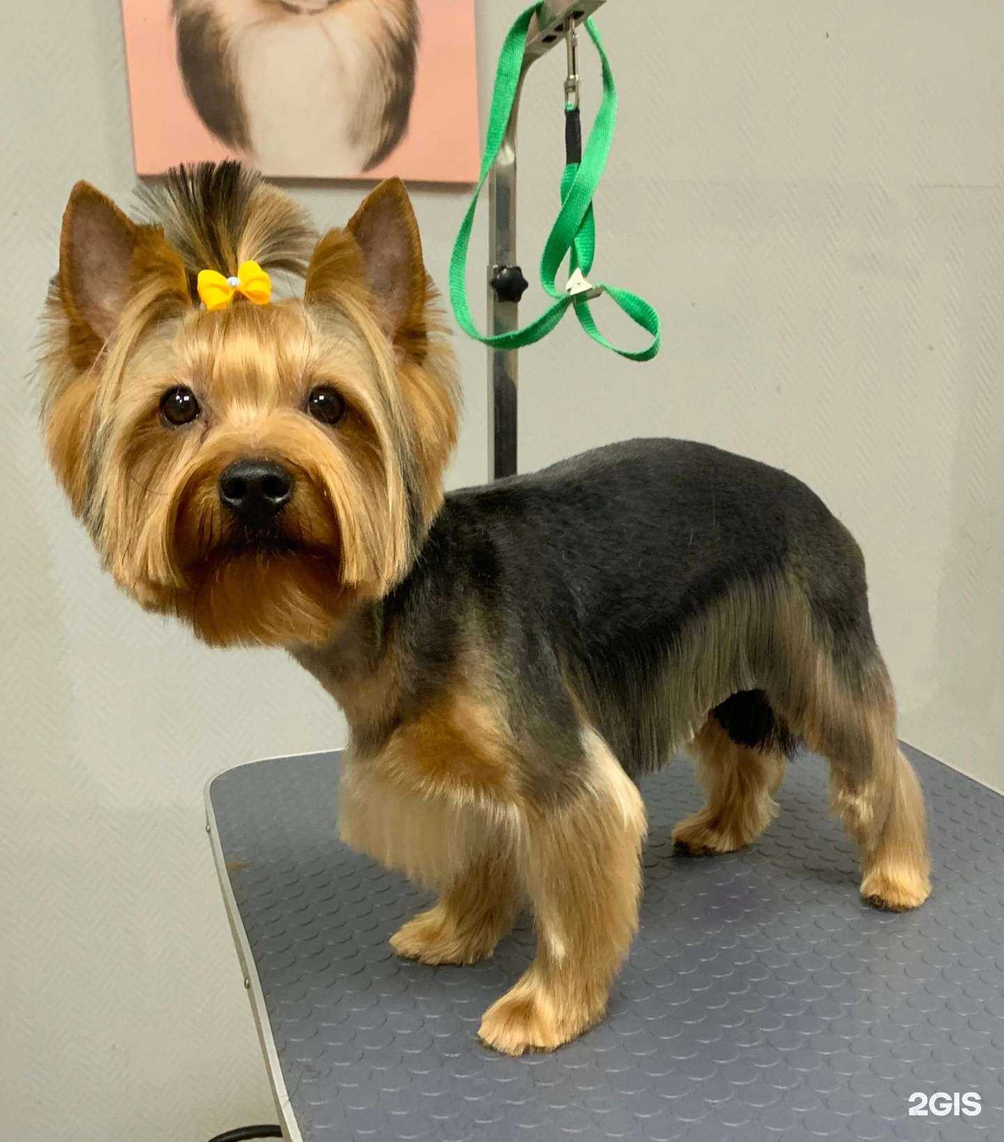 Отзывы на компанию Студия груминга в Петрозаводске c фото