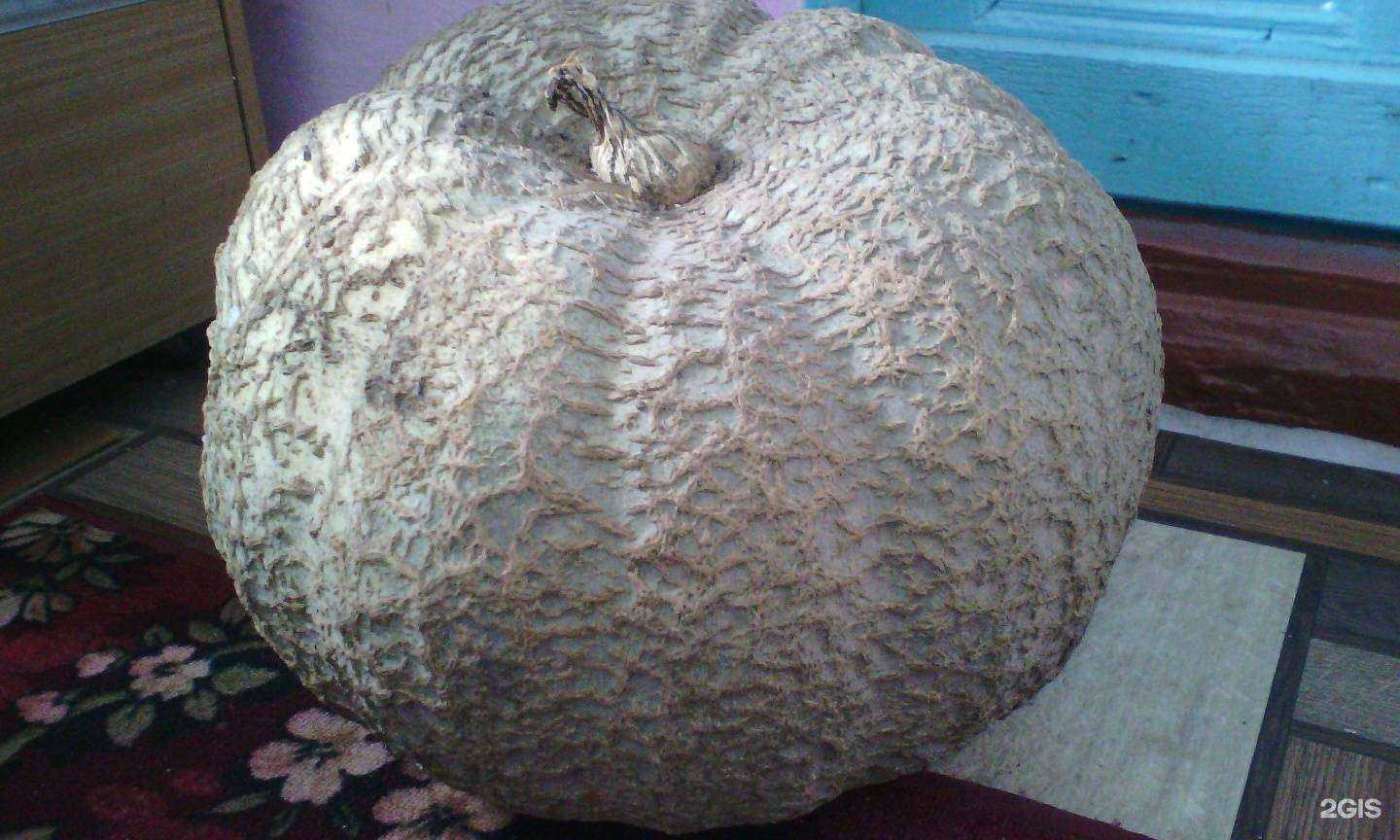 Отзывы на компанию Огород и Сад в г. Ставрополь c фото