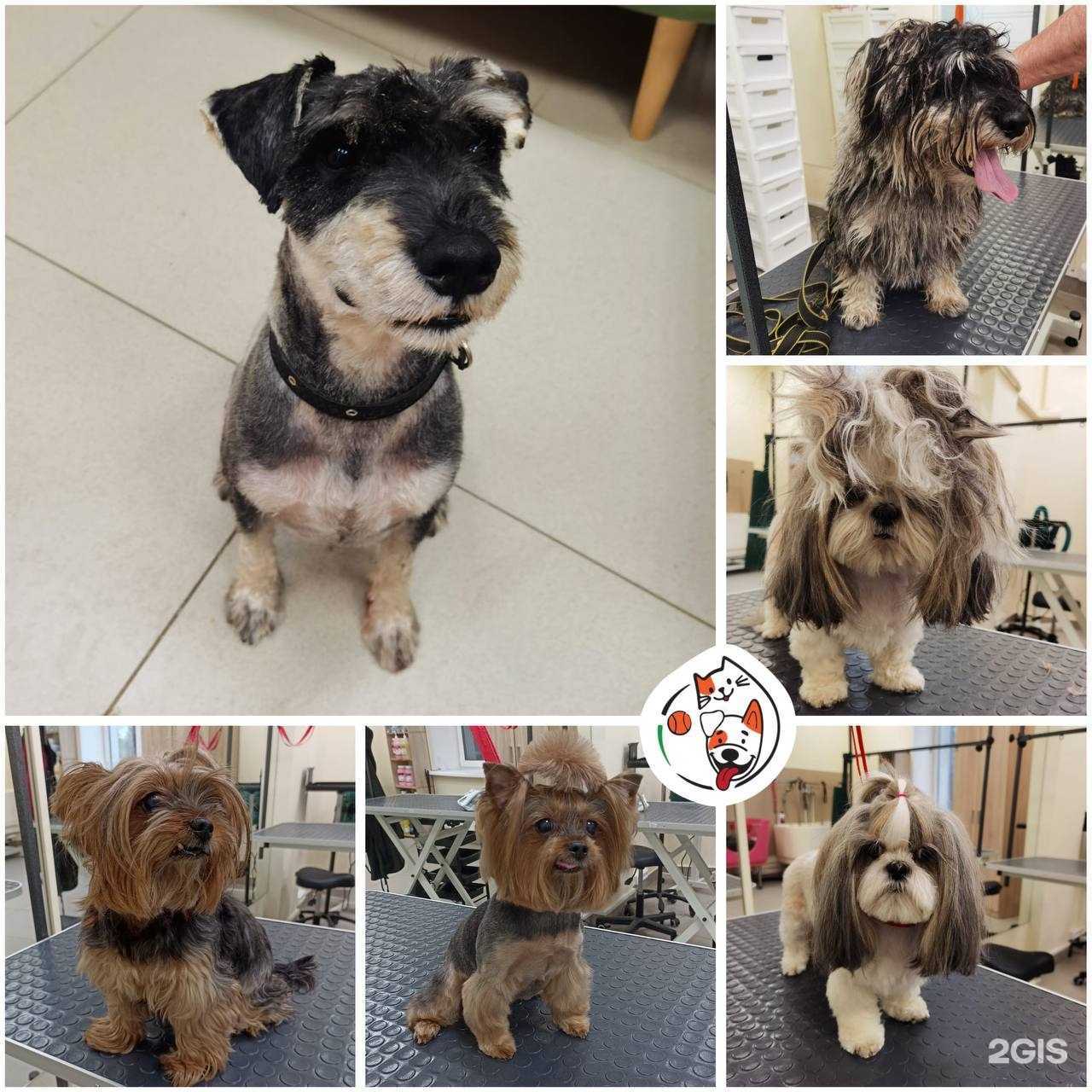 Отзывы на компанию Хитрая морда в г. Королёв c фото