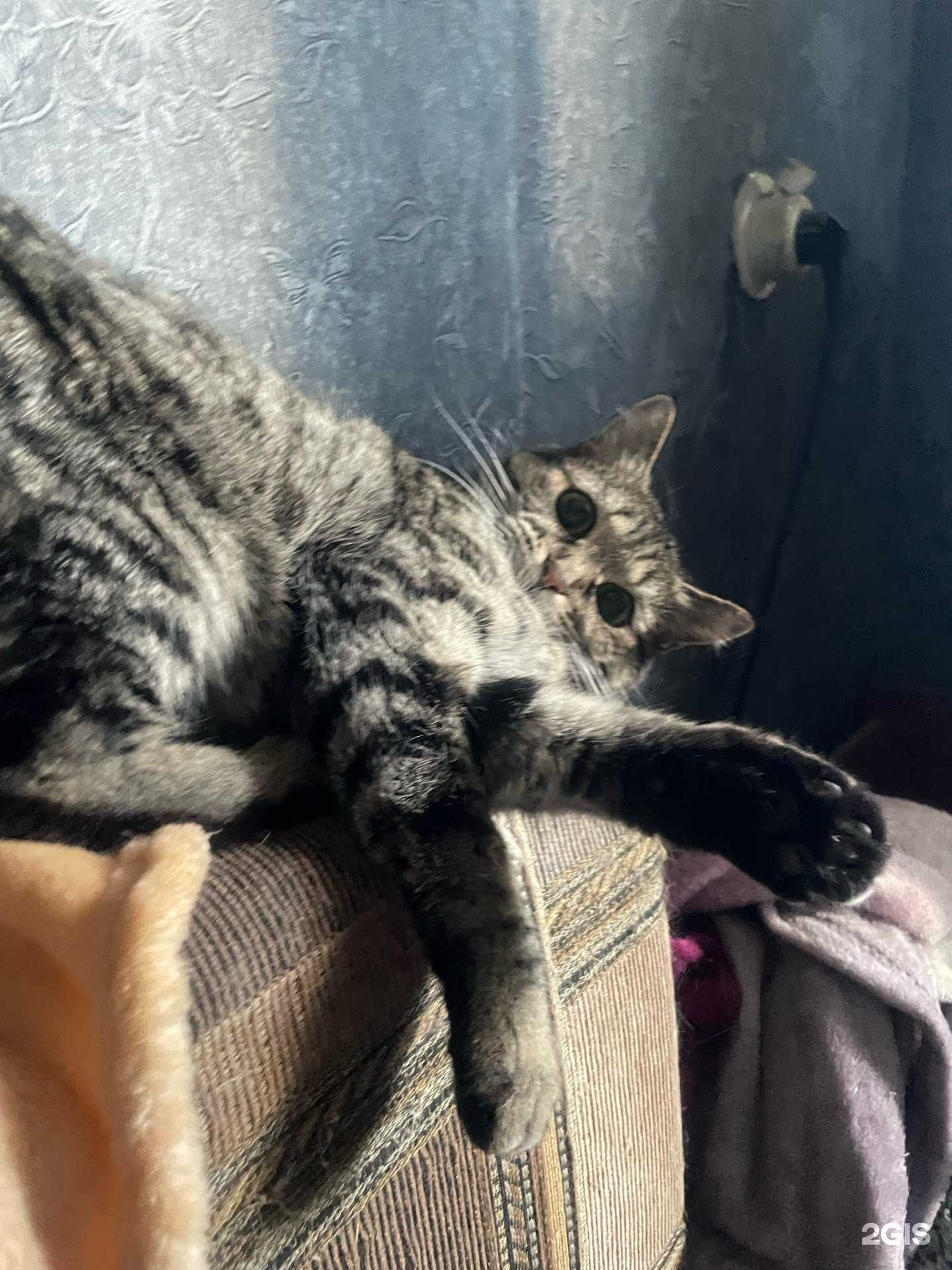 Отзывы на компанию ДоброВет в г. Чита c фото