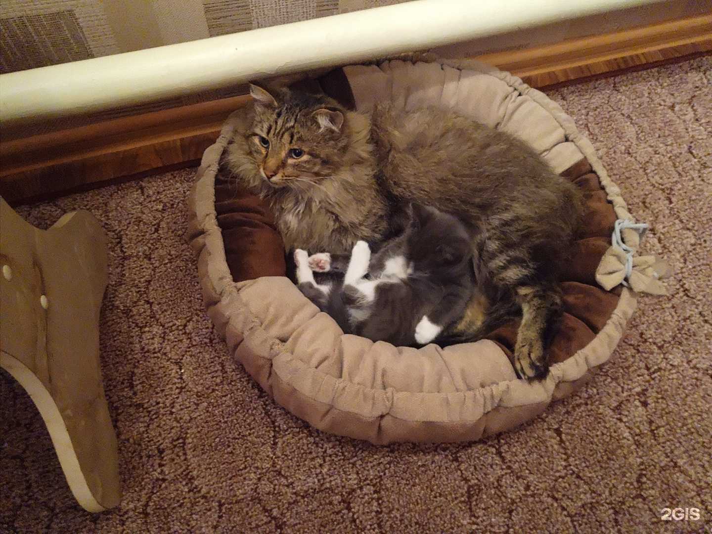 Отзывы на компанию Мур-амур в Омске c фото