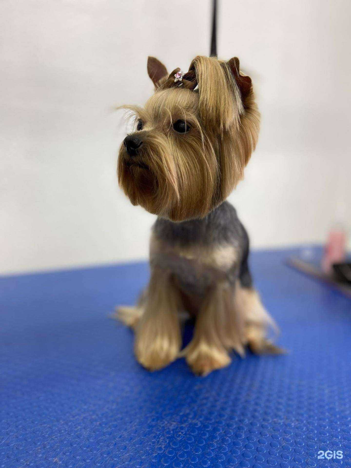 Отзывы на компанию Барбос в Новокузнецке c фото