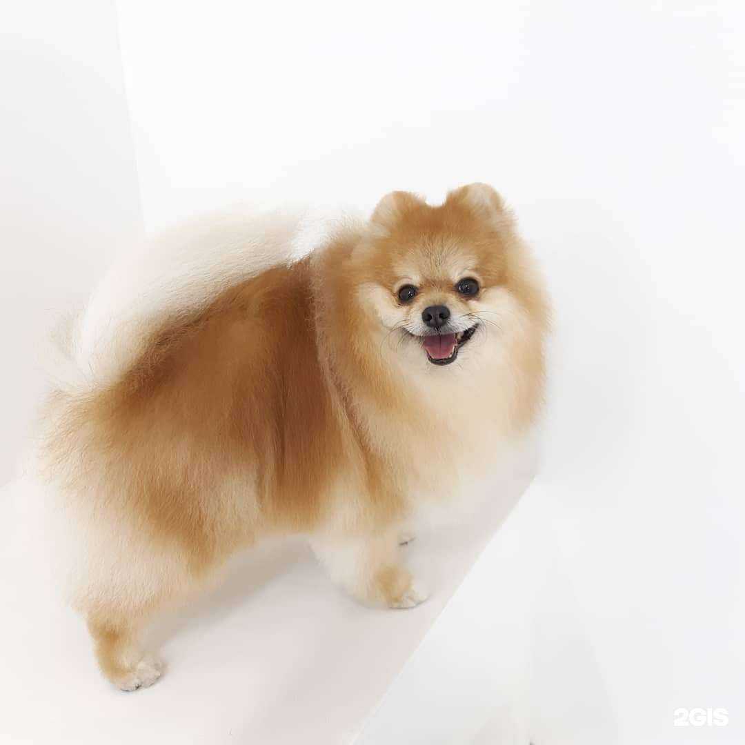 Отзывы на компанию Чистый и Пушистый в г. Петропавловск-Камчатский c фото